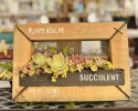 多肉植物フレーム
