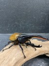 ヘラクレスの幼虫２頭を育ててみよう！