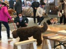 わんちゃん・ねこちゃんのためのフローリング講座