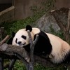 【オンライン】パンダ飼育員だからこそ語れる、パンダの４頭物語